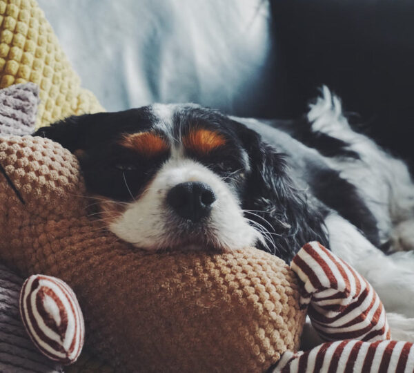 Wellness Natural Puppy Bites